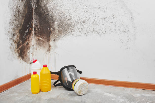 Certified Mold Removal in Petersburg, AK