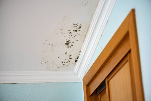 Best Commercial Mold Removal  in Petersburg, AK