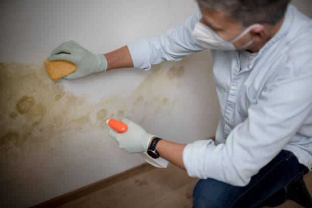 Best Best Mold Removal Companies  in Petersburg, AK