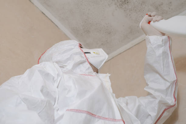 Best Mold Testing  in Petersburg, AK