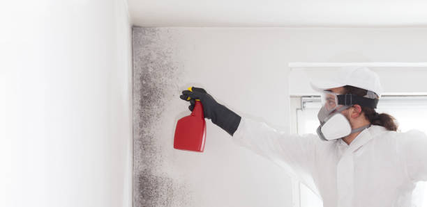 Best Same-Day Mold Removal  in Petersburg, AK