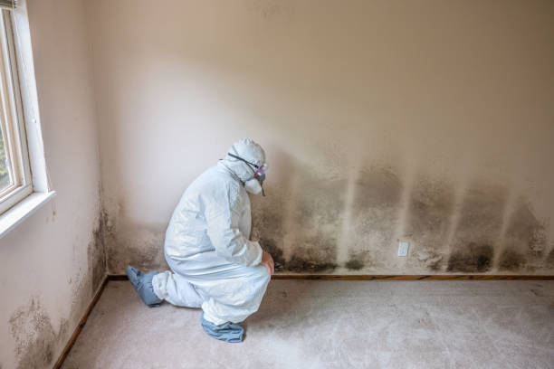 Best Mold Removal Near Me  in Petersburg, AK