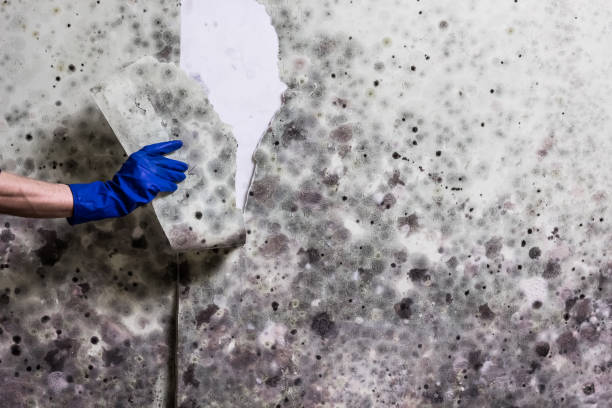 Best Office Mold Removal Services  in Petersburg, AK