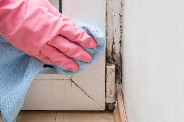 Best Professional Mold Removal  in Petersburg, AK
